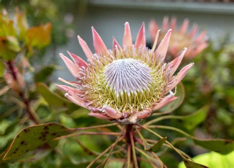 King Protea Or Protea Cynaroides The National Flower Of South Africa