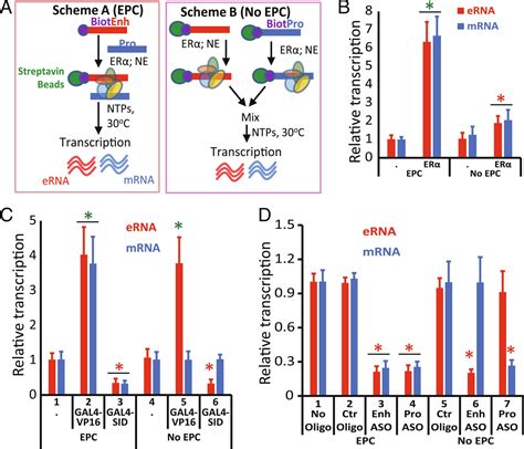 Enhancerpromoter Entanglement Explains Their Transcriptional