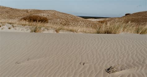 Footprints in the sand of a desert area photo – Baltic sea Image on ...