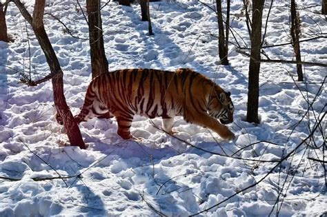 Fun Things To Do In Harbin The City Of Ice Tourism Teacher