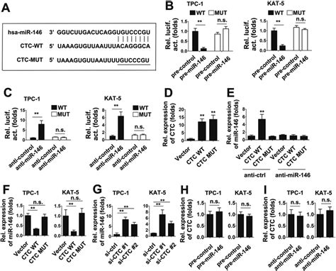 LncRNA CTC Binds To MiR 146 And Represses Its Expression A Schematic