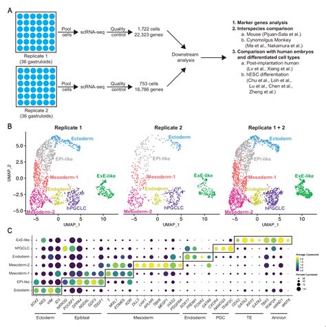 Figure From High Resolution Transcriptional And Morphogenetic