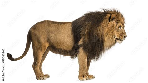 Side view of a Lion standing, Panthera Leo, 10 years old Stock Photo ...