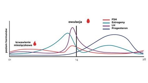 Trenuj Wydajniej W Zgodzie Z Hormonami Fizjologia Cyklu Miesi Czkowego