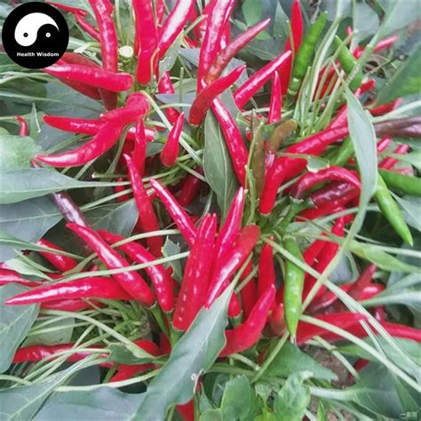 Chinese Hot Pepper Plant