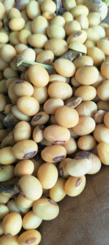 KDS 726 Soybean Fule Sangam Soyabean Seeds Packaging Type Looj At Rs