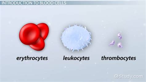 Blood Cells And Their Functions