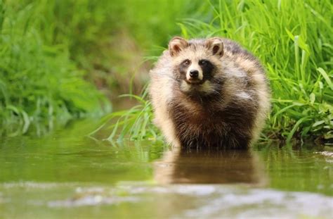 Raccoon Dog Facts Critterfacts