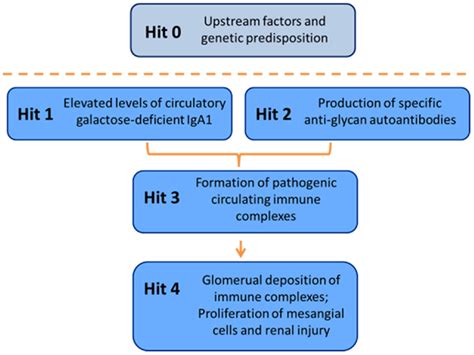 Frontiers The Origin And Activities Of Iga1 Containing Immune Complexes In Iga Nephropathy