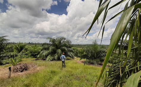 Solusi Menyelesaikan Konflik Sawit Di Kawasan Hutan