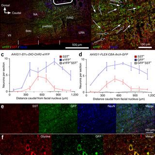 Cre dependent ChR2 or Arch expression targeted to preBötC Glyt2