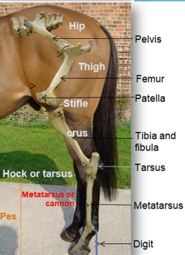 5 Functional Anatomy Of The Equine Proximal Limb Flashcards Quizlet