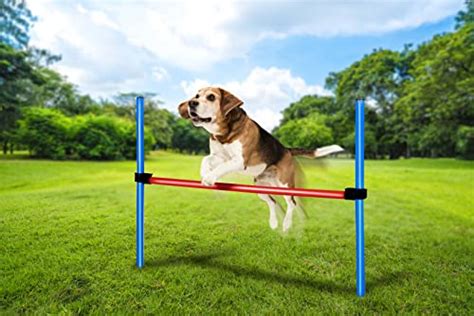 Hindernisse für Hunde 15 besten Produkte im Vergleich agility