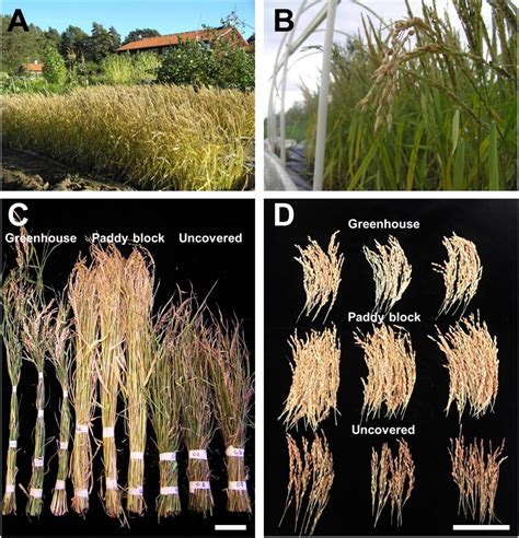 Frontiers Adaptation Of Rice To The Nordic Climate Yields Potential