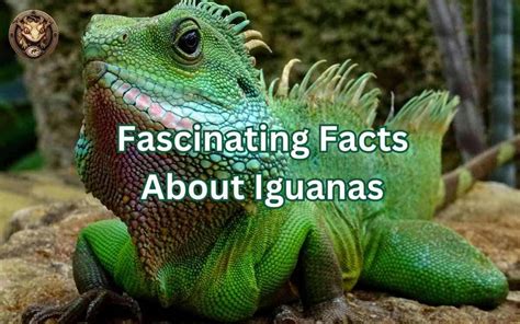 10 Fascinating Facts About Iguanas Your Exotic Pets