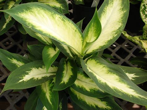 Dieffenbachia Seguine Dieffenbachia Dumbcane Gold Dieffenbachia