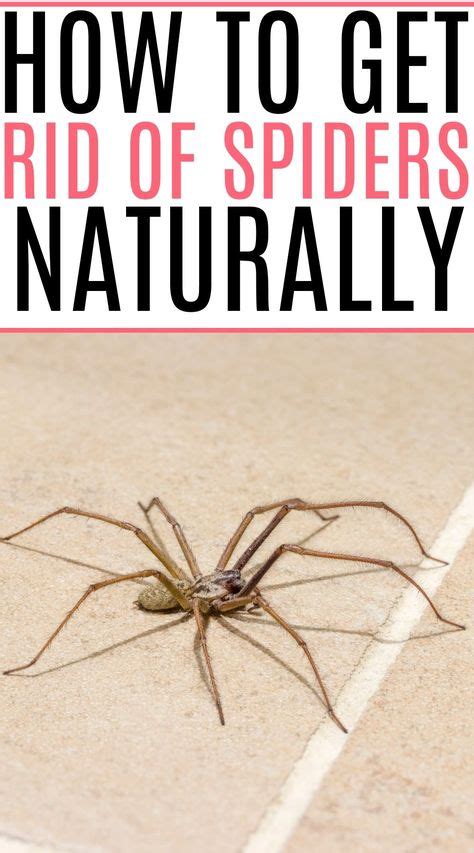 Effective Ways To Get Rid Of Spiders In Your Home