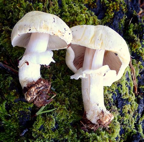 Agaricus Albolutescens The Ultimate Mushroom Guide