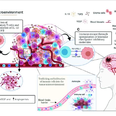 Immunosuppressive Microenvironment Of Glioma Tumor Cells Release