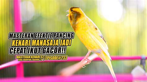 233 Masteran Suara Burung Kenari Gacor Panjang Cuit Cuit Ngerol Untuk