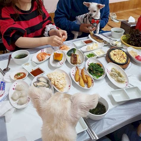 눈치 볼 필요 없는 펫프렌들리 애견동반 식당 Best