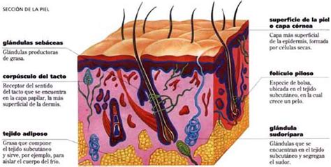 Las Capas De La Piel El Cuerpo Humano