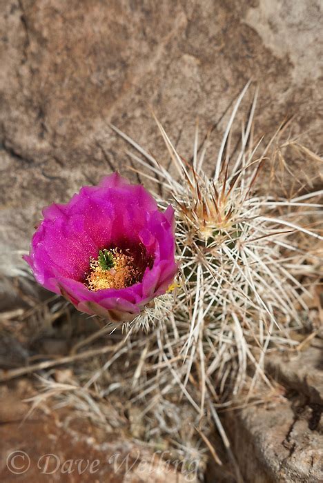 The Engelmann Hedgehog Cactus Echinocereus Engelmannii Is A Highly