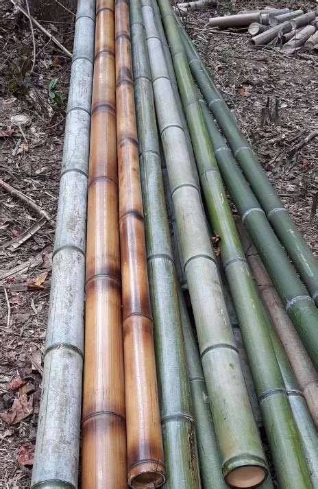 Eco Friendly Different Size Bamboo Poleraw Bamboo Materials With