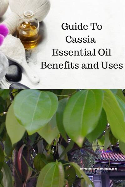 Cassia Important Oil Advantages and Makes use of In Aromatherapy ...