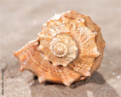 The Mollusc Or Mollusk Shell Is Typically A Calcareous Exoskeleton