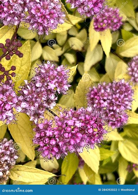 Gold Mound Japanese Spirea Spiraea Japonica Gold Mound Stock Photo