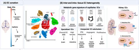 EC Heterogeneity A Illustration Of EC Heterogeneity In The Brain Along