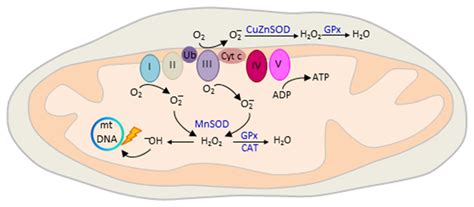 Mitochondrial Reactive Oxygen Species ROS Production The