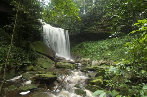 Amazon Rainforest Brazil - WIDEOYSTER MAGAZINE