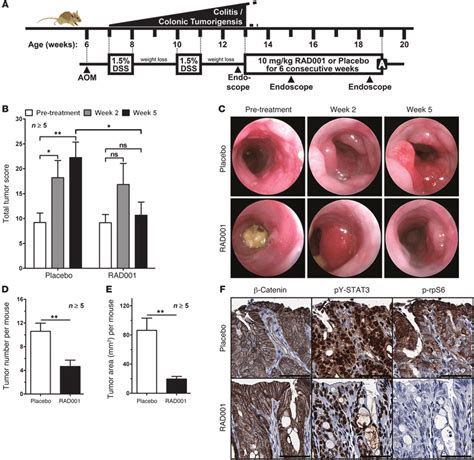 RAD001 Suppresses Tumor Growth In A Model Of CAC A Schematic