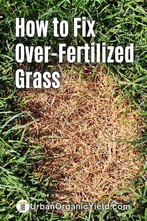 How To Fix Over Fertilized Lawn Artofit