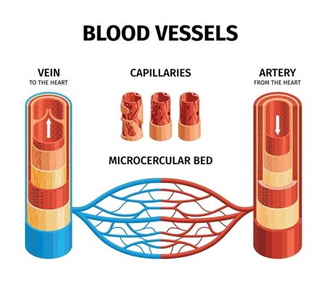 8,738 Artery Veins Capillary Images, Stock Photos, 3D objects ...