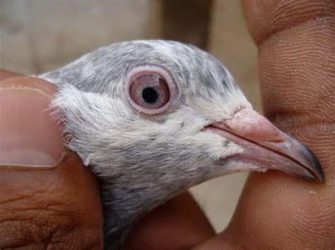 Golden Pigeons Eye Top And New Pakistani Breed Latest Pigeons