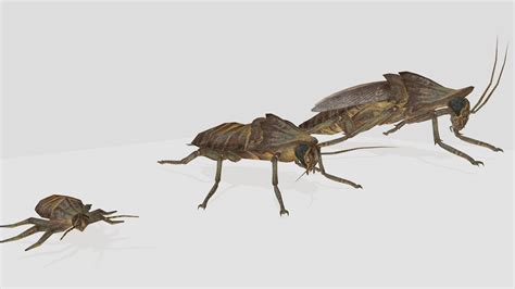Fallout Recreation: Radroach Lifecycle - Download Free 3D model by ...