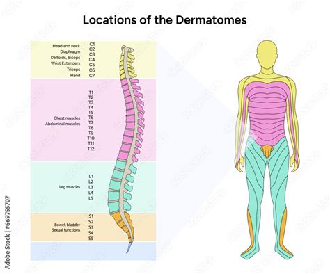 Location Of The Dermatomes Major Dermatomes And Cutaneous Nerves Spinal