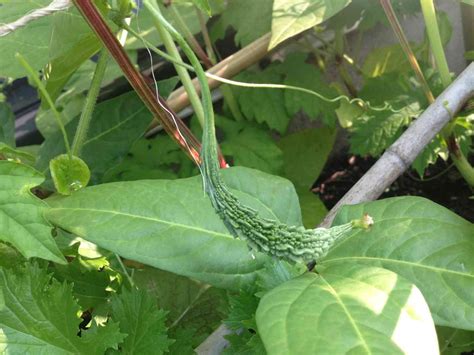 Why Bitter Gourd Leaves Turning Yellow Vegetable Gardenerx