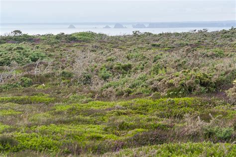 Around Pointe De Pen Hir In Brittany Stock Image Image Of Heath