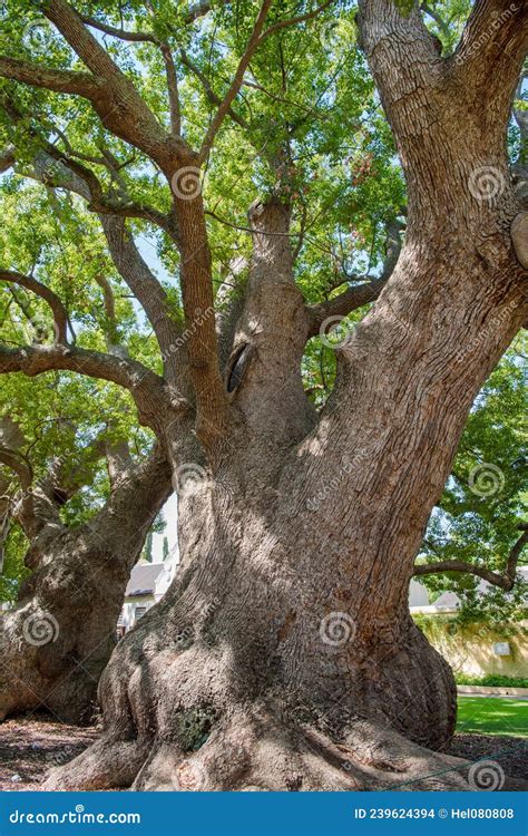 Old Camphor Trees In South Africa Mighty Tree Trunks Form An Avenue