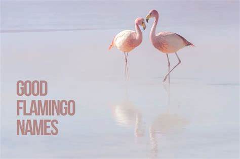 Flamingo Names 200+ Cute & Best Ideas - PetShoper