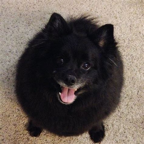 German Spitz | Black pomeranian, German spitz, Puppies