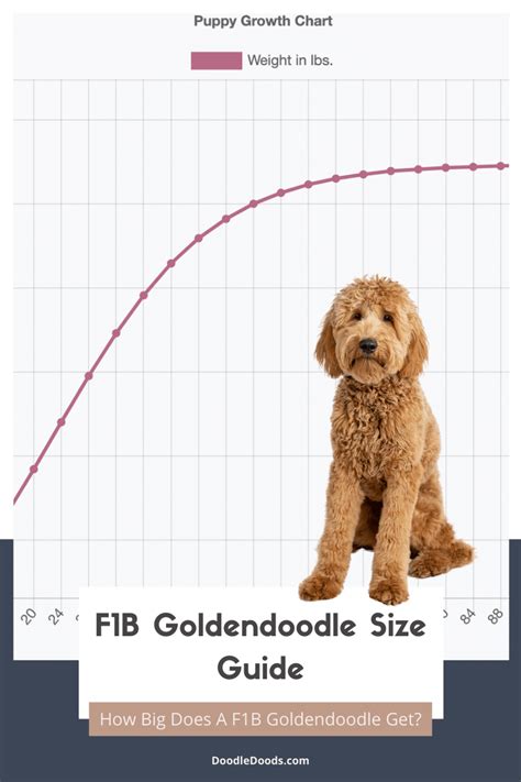 F B Goldendoodle Standard Size Shop Danzhao Cc