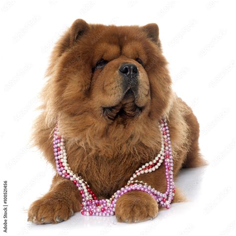 chow chow dog Stock Photo | Adobe Stock