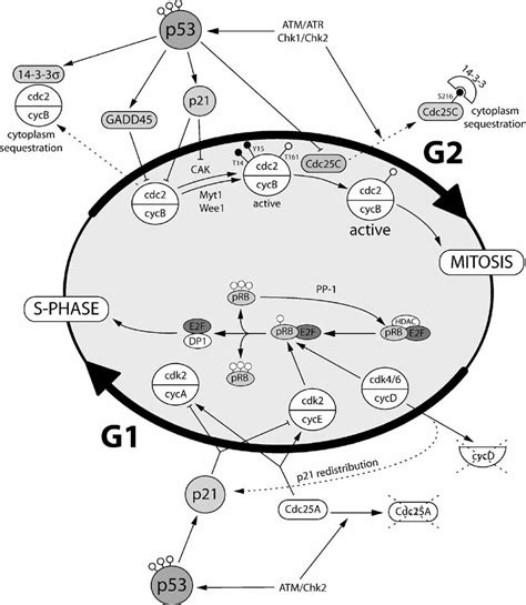 Cell Cycle Checkpoints P