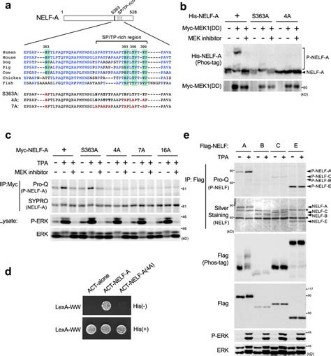 Erk Phosphorylates Nelf A At Evolutionarily Conserved Ser And Thr