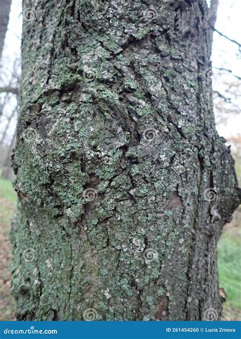 Texture Of A Tree Trunk Skin Stock Photo Image Of Aging Pattern